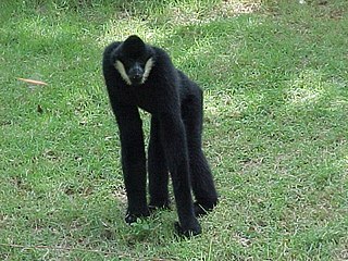 Witwanggibbon