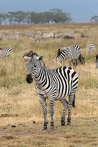 Zebra's, Giraffen en Watusi