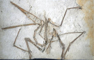 Pterodactylus