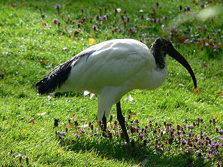 ibises