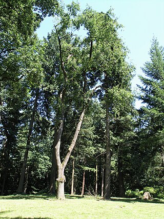 Arboretum Bukovina