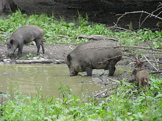 Wildpark Josefslust