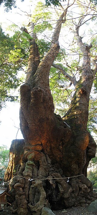 Large camphor tree