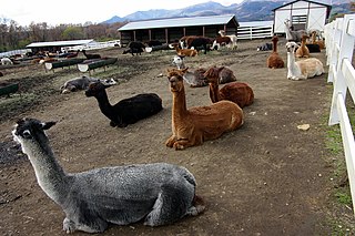 那須アルパカ牧場