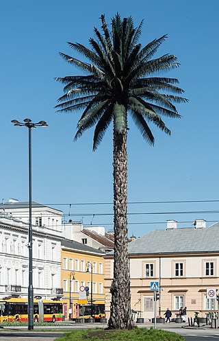 Palm