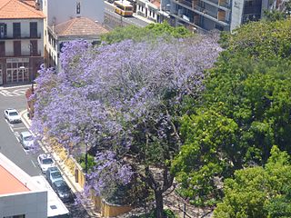 Campo da Barca Garden