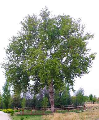 Gran Parque de los Espartales