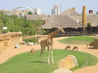 Bioparc València