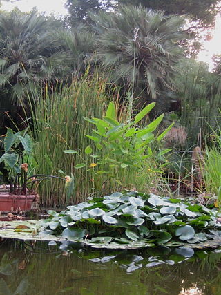 Botanic Garden of University of Valencia