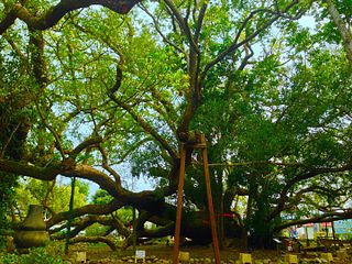 Wufulinmen Sacred Tree