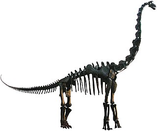 Brachiosaurus Replica