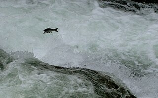 Russian River Falls